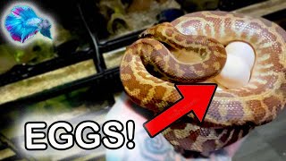 Famous Stimson Python: The Best Pet Snake? Maternally Incubating Python Eggs Wealth