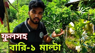 ফুলসহ বারি-১ মাল্টার চারা কিনুন একদম কম দামে
