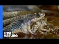 Poisonous Frog Fends Off Snake With Its Toxins