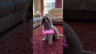 Cockapoo Marvyn begs and speaks. #cockapoo #tricks