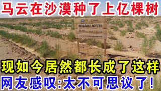 马云在沙漠种了上亿棵树，现如今居然都长成了这样，网友感叹：太不可思议了！