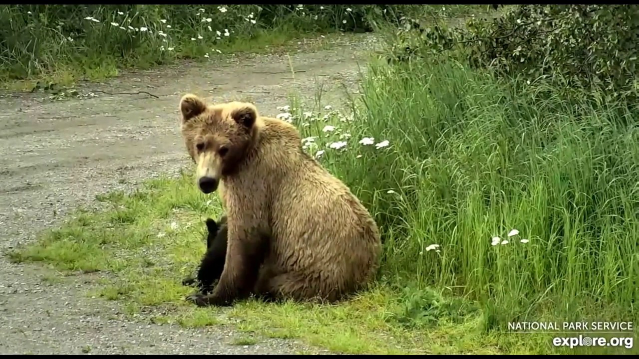 The Story of Tiny Bear Bear 803's smallest cub 2020