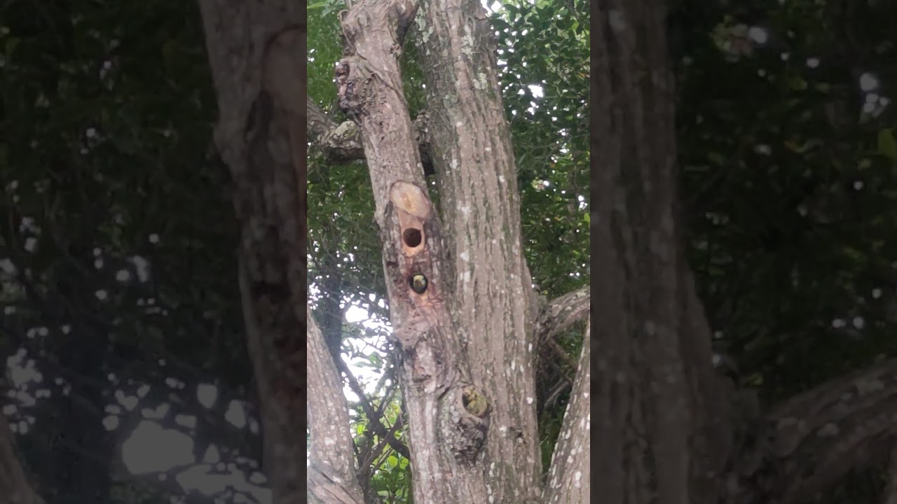 Psilopogon nuchalis with its head on alert 探頭戒備的五色鳥  頭を出して警戒しているゴシキドリ