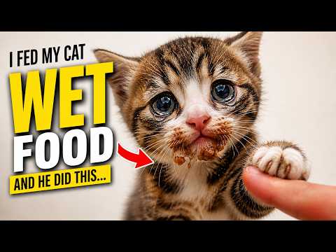 I Fed My Cat Wet Food Every Day … Here's What Happened 💔 | wet food | Meow Theory