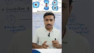 Asexual Reproduction in Amoeba l Unicellular and Multicellular Organism l Amoeba l #biology #neet