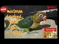 masteran Lovebird PAUD USIA 1-3 BULAN