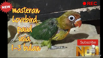 masteran Lovebird PAUD USIA 1-3 BULAN