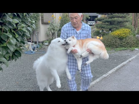 大御所16歳柴犬、愛弟子を連れての優雅すぎるお散歩ルーティン