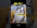 頑張り過ぎて力尽きてしまう子猫