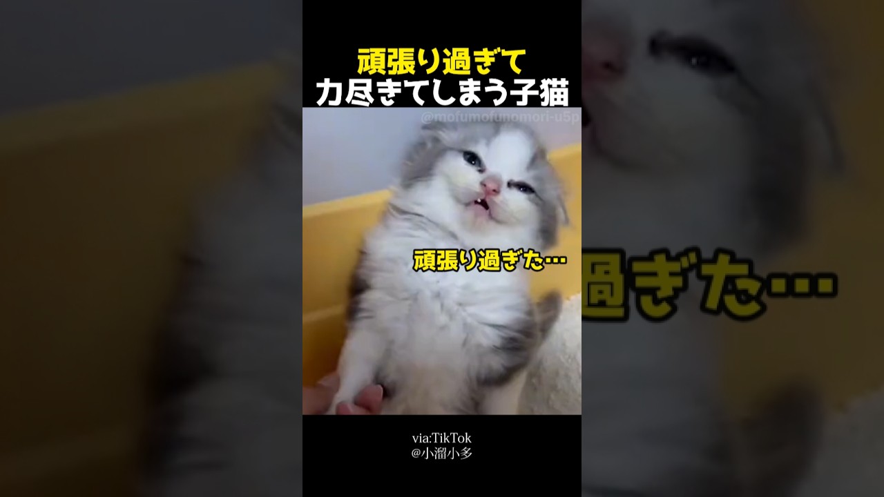 頑張り過ぎて力尽きてしまう子猫