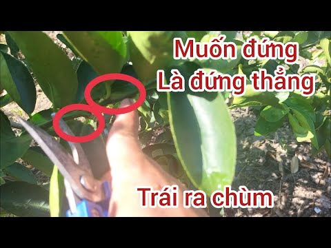 Hướng dẫn cách tỉa nhánh, chăm sóc chanh không hạt từ nhỏ đến lớn  chuẩn nhất