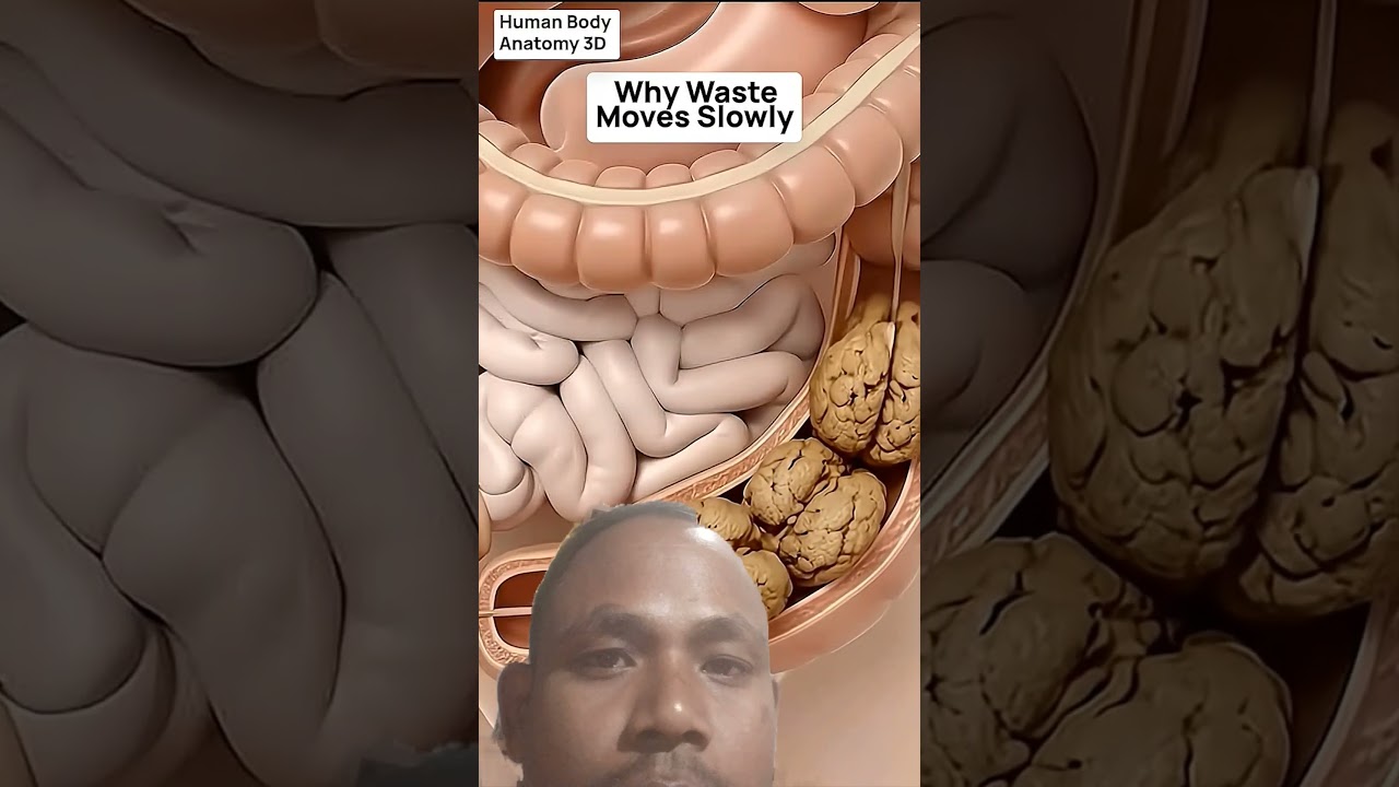 3D Animation of Slow Digestive Explained | Colon Function & Gut Health