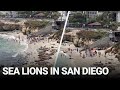 Sea Lions In San Diego Sea Lions In San Diego