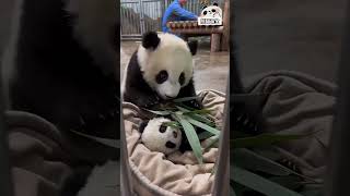Bear Mom Feeding and Tucking Her Cub into Bed 🐻💞 #short #panda