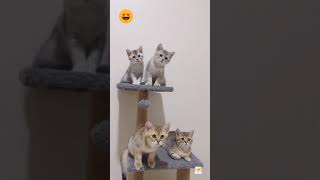Lets dance Macarena Cute cats 🥰 | 1 2 3 go 😂 | Macarena #shorts