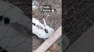 Hello little bunny #hello #little #bunny #farm