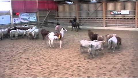 2010 NCHA FRENCH FUTURITY Open Reserve Champion