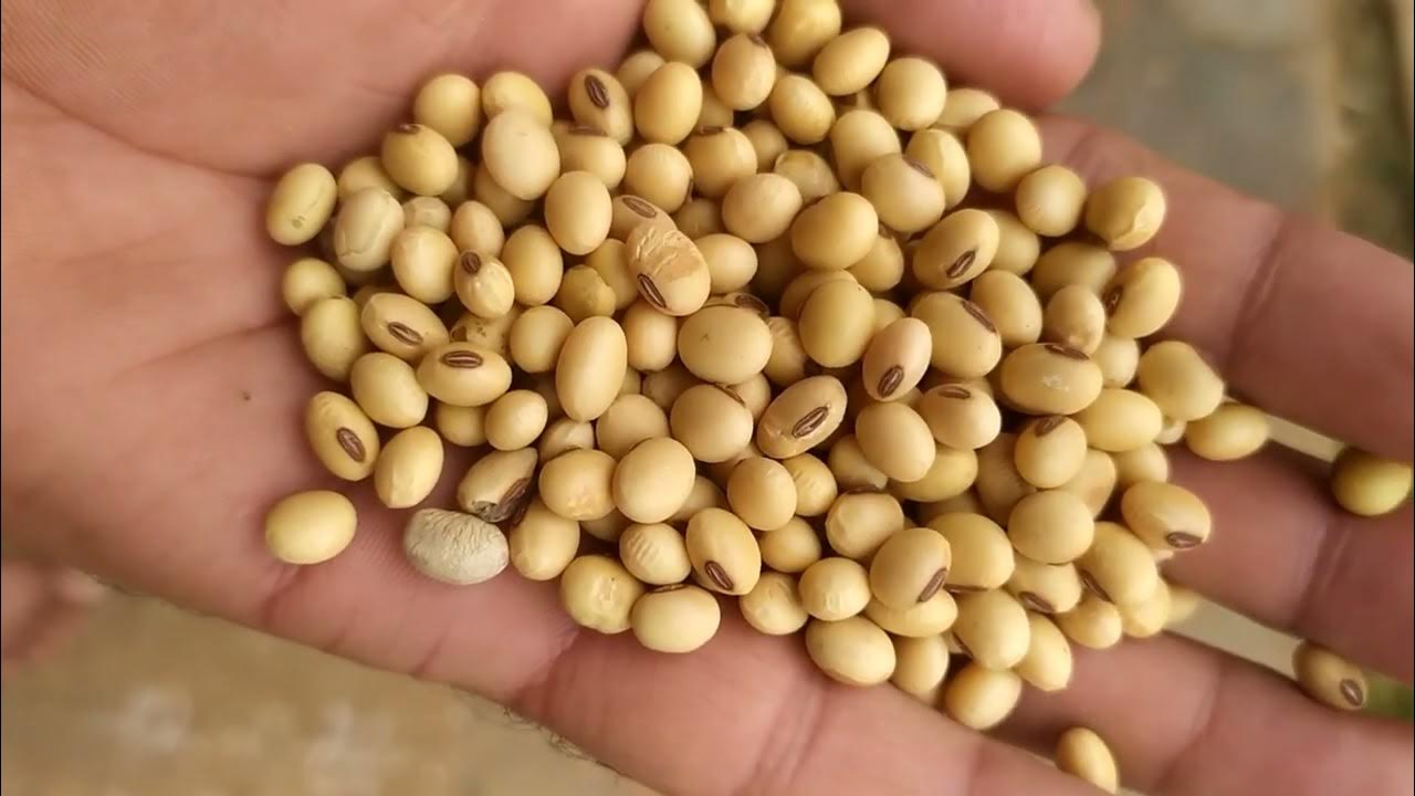 KDS 726 A1 Soyabin seeds available 1 acre per 12 Kwintal please contact
