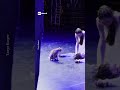 Gatto in scena nel finale di Romeo e Giulietta e la tragedia finisce in commedia