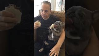This Frenchie Has The Most Adorable Way Of Eating His Food