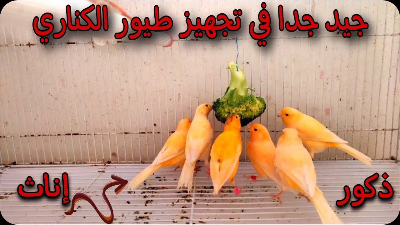 فوائده المبهرة التي تساعد في تجهيز طيور الكناري ذكور وإناث🔥( لا تستهينو به في مرحلة تجهيز لتزاوج)🔥🐥🦜