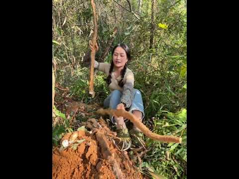 I Came To The Mountains Again Today To Dig Wild Yams Let S See If I Can Dig 100 Jin Today 
