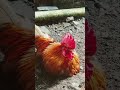 Si Wilah Lelah #ayam#jenggerwilah#shortvideo #klanayuda