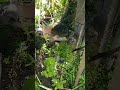 Grădina în iulie 2024 #nature #garden