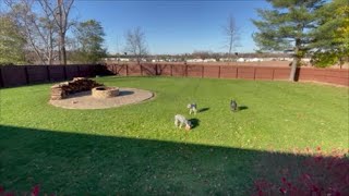 Naughty Milo | Life With Schnauzers by Schnauzer Mom 3,667 views 6 months ago 14 minutes, 4 seconds