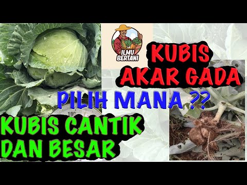 Video: Mengendalikan Lobak: Tips Menyingkirkan Tanaman Lobak