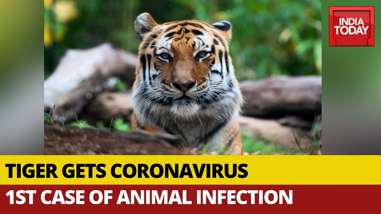 Tiger at NYC zoo tests positive for coronavirus - CGTN