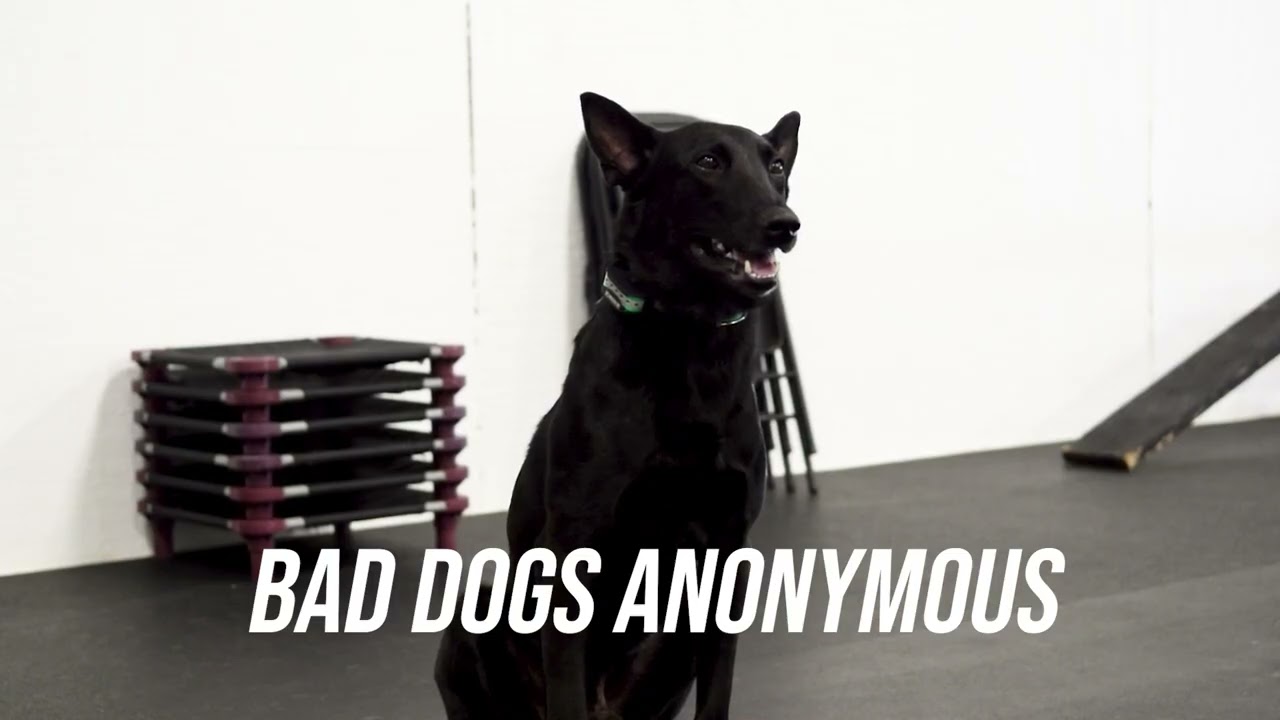 Your Dogs Don't Need Group Therapy... They Need Dog Training! | Sit Means Sit Dog Training Coastal