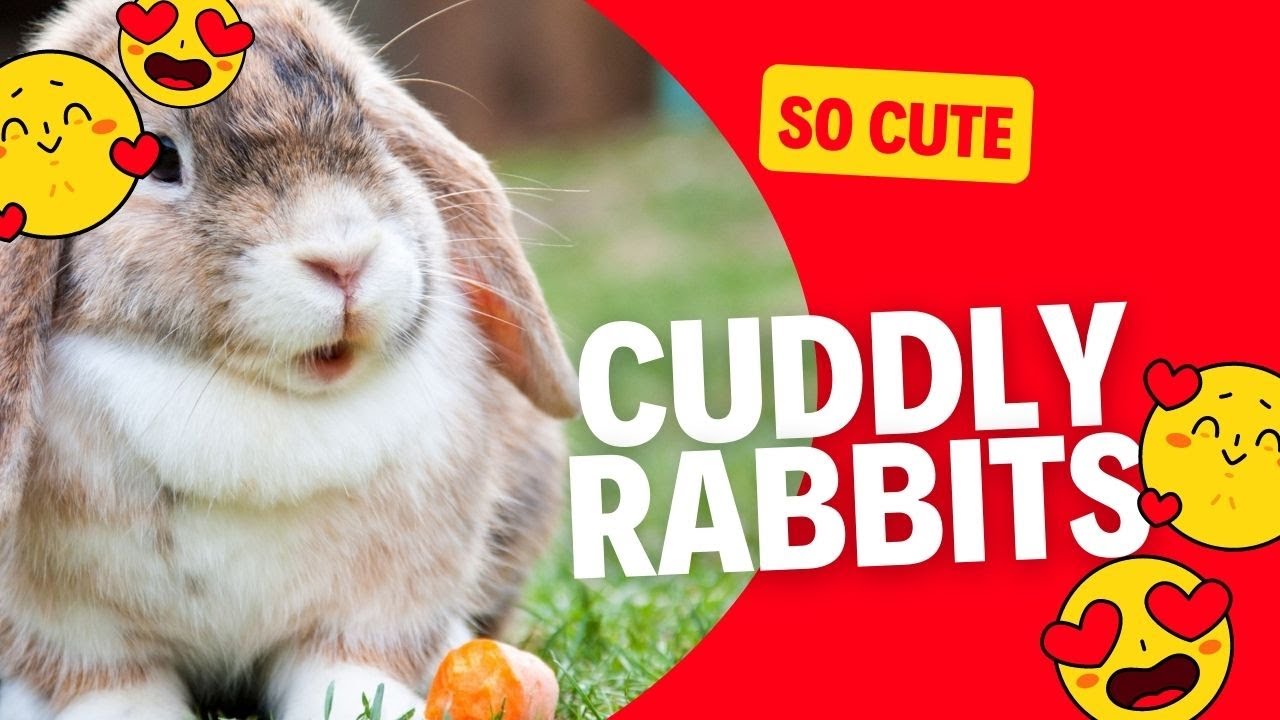 🐰 Cute Rabbits Videos - 🥰 Cuddly Rabbit Compilations 1# - YouTube