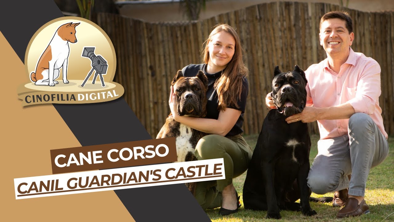 Cane Corso | Guardian's Castle | Cinofilia Digital