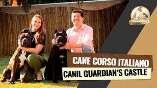 Cane Corso | Guardian's Castle | Cinofilia Digital