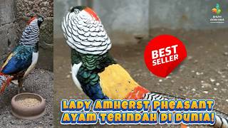 AYAM TERCANTIK DI DUNIA! AYAM LADY AMHERST PHEASANT #ayamhias #pheasant #ladyamherstpheasent