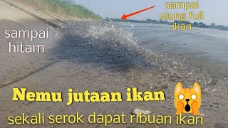 Untung terekam jutaan ikan mabuk kepinggir sekali serok dapat ribuan ikan langsung saya masak