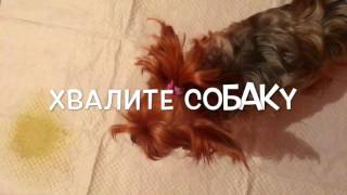 Как ПРИУЧИТЬ собаку к ТУАЛЕТУ?|Советы собачникам Как ПРИУЧИТЬ собаку к ТУАЛЕТУ?|Советы собачникам