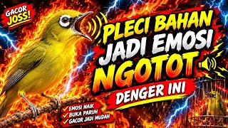 sound terapi pleci - bikin pleci ngotot