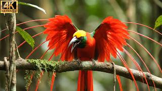 The Mystery of Birds with the Most Beautiful and Strange Feathers | 4K Nature Sound screenshot 3