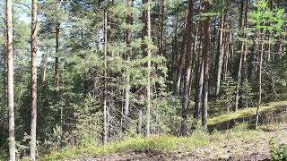 3 hours! Singing birds in a coniferous forest Nightingale and Chekan Living Forest by Звуки природы Павел Relaxik 2,703 views 7 months ago 3 hours, 2 minutes