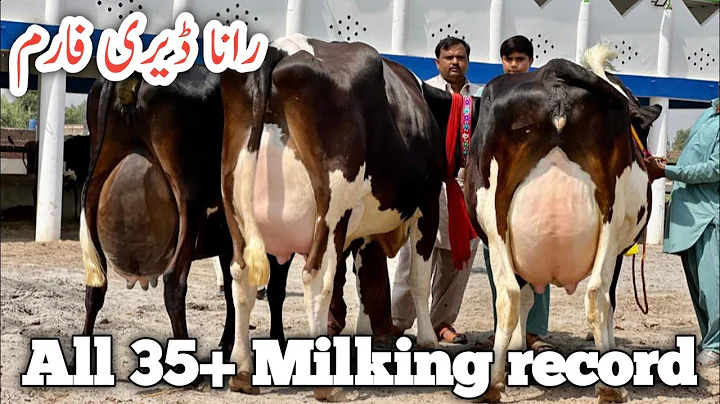 Rana Bashir dairy farm | Top class cows | Best cow...