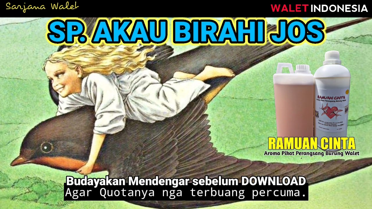 SP. AKAU BIRAHI RESFON DAHSYAT UNTUK MUSIM ANAKAN!!! SUARA PANGGIL BURUNG WALET