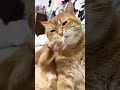 Quando copiam seu mal exemplo😂 #petsfofinhos #comedy #montagem #cat #funny #humor