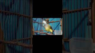 Download Lagu Masteran burung cucak jenggot MP3