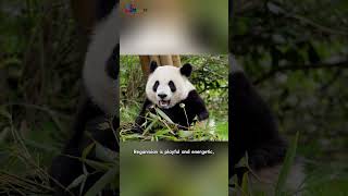 How to identify #panda Reganmian? Watch our video.