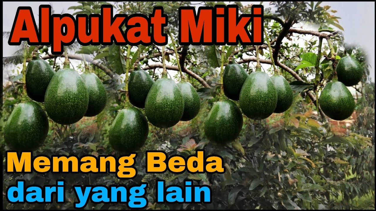 Pohon Alpukat Miki Berbuah Beda Waktu dengan Jenis Lainya