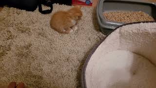 Welcome Home New Kitten Tango