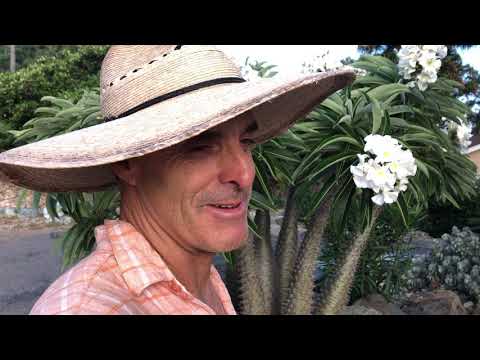 Video: Pachypodiumдун декоративдүү тикенектери