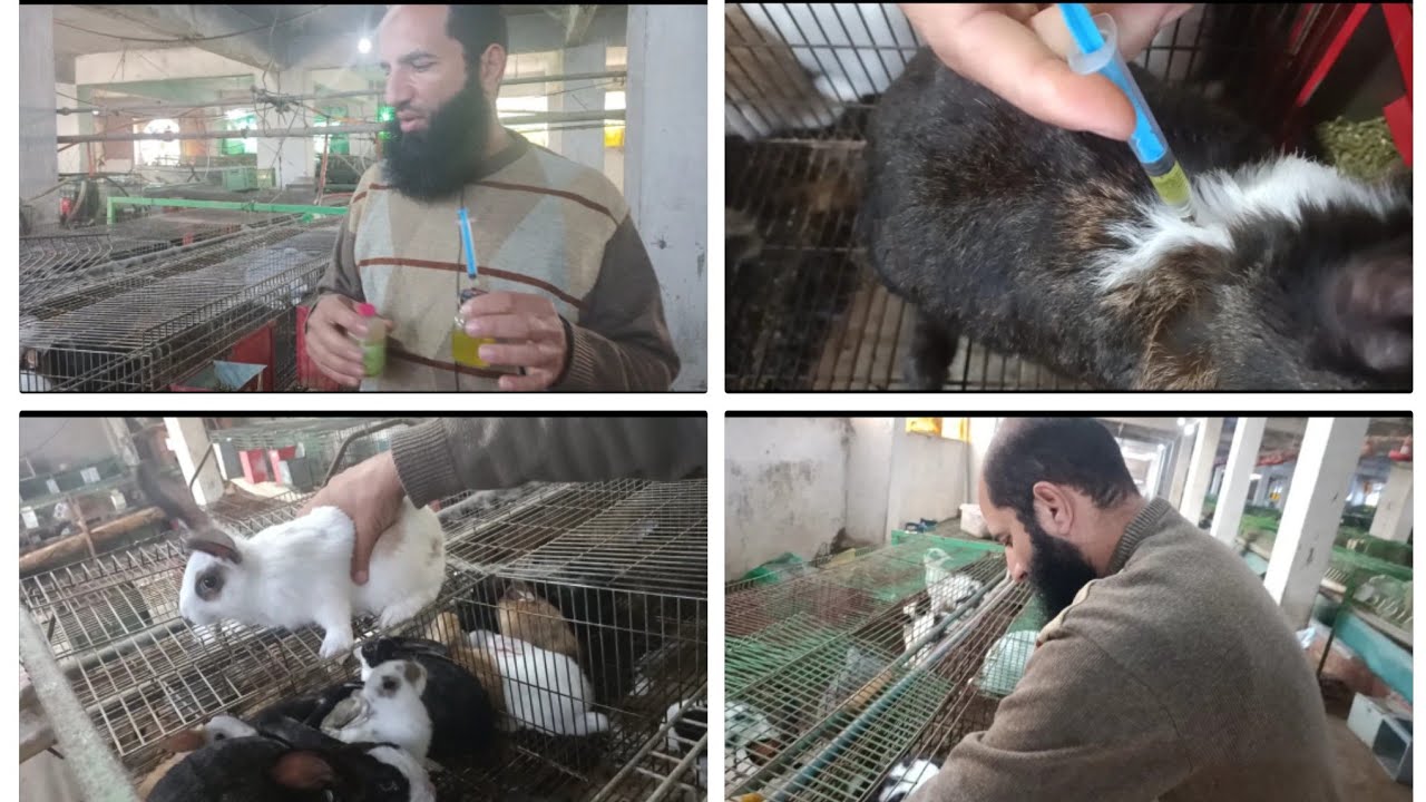 البكتيري والفيروسي ومده التحصين بينهم والاعمار الا هنبدا بتحصنها تفاصيل كتير مهمه هتعرفوها(150)